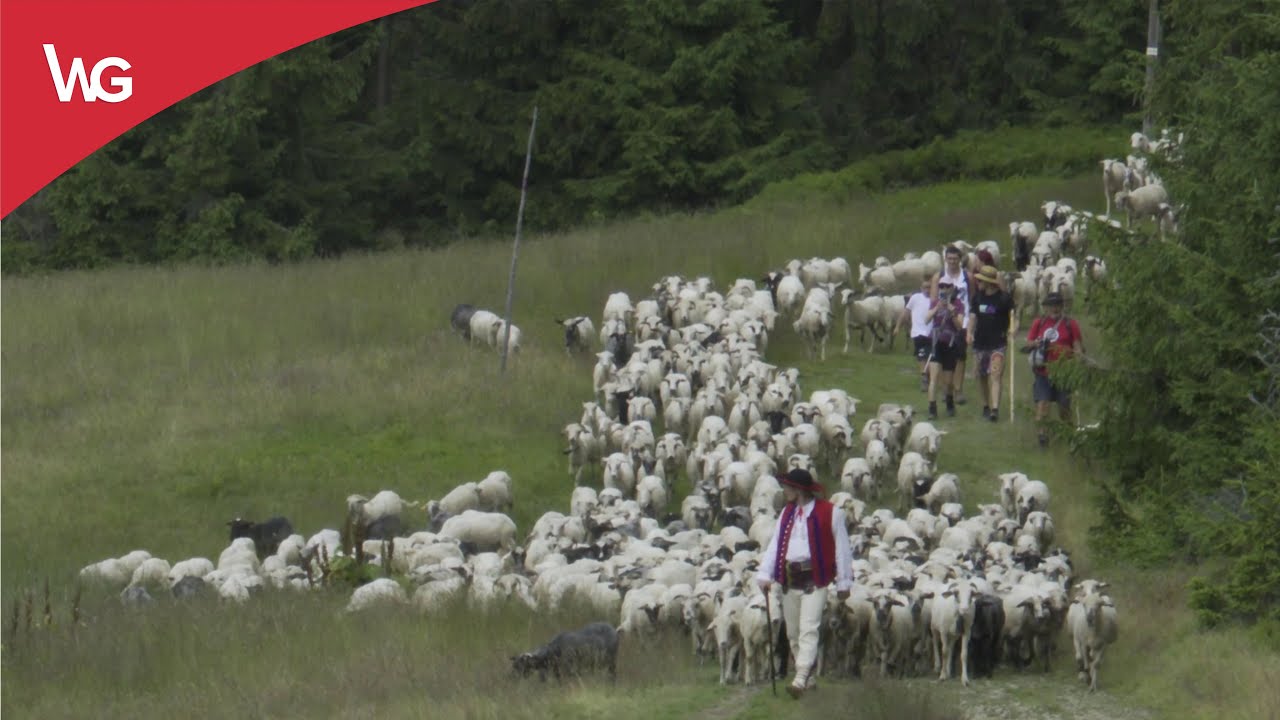Wyjście z owcami na Halę Lipowską | 2022