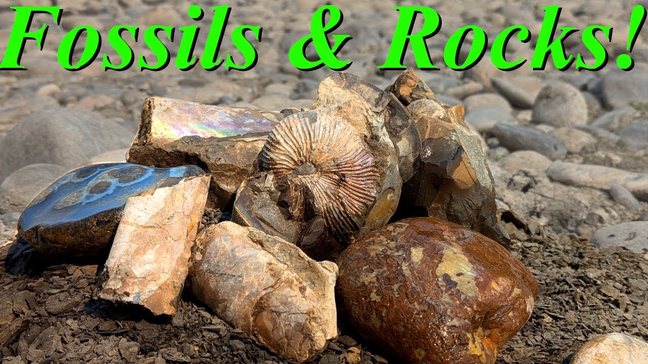 So Much Variety! Rockhounding for Ammonites, Baculites, Agates, & More on the Yellowstone River!