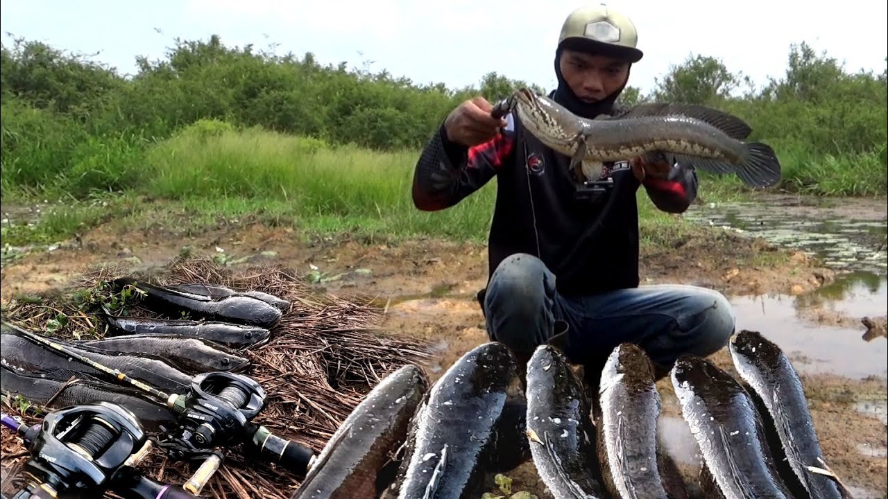 BUKA SPOT BARU BERKALI LIPAT DISERANG BABON