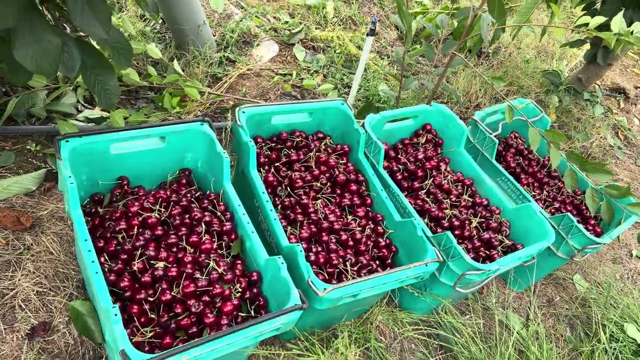 Cherry tlaktuk 