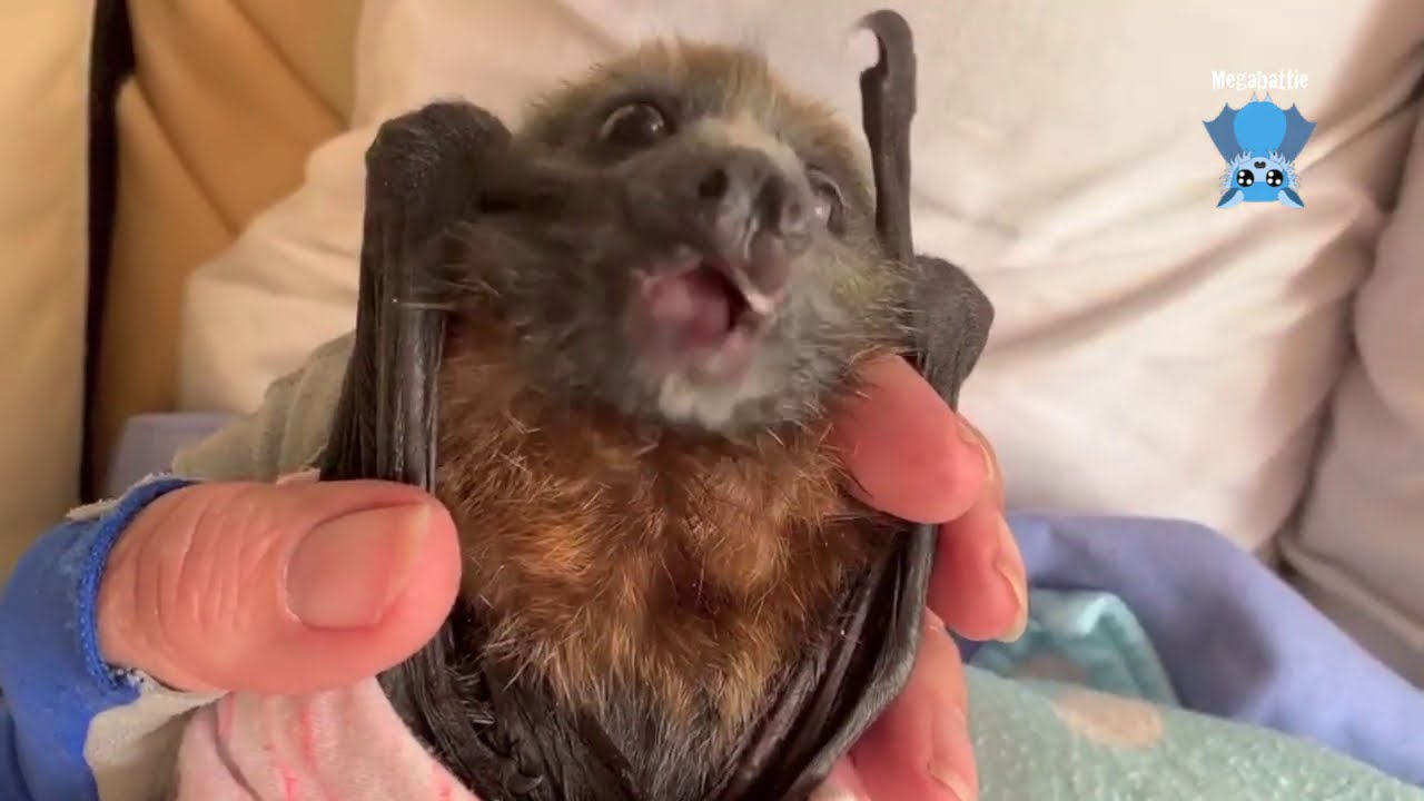 Baby flying-fox having a feed and fruit:  this is Sequoia with Maggie