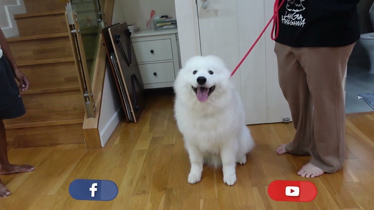 ชอบเห่าและกัดเพื่อเรียกร้องความสนใจ (samoyed)