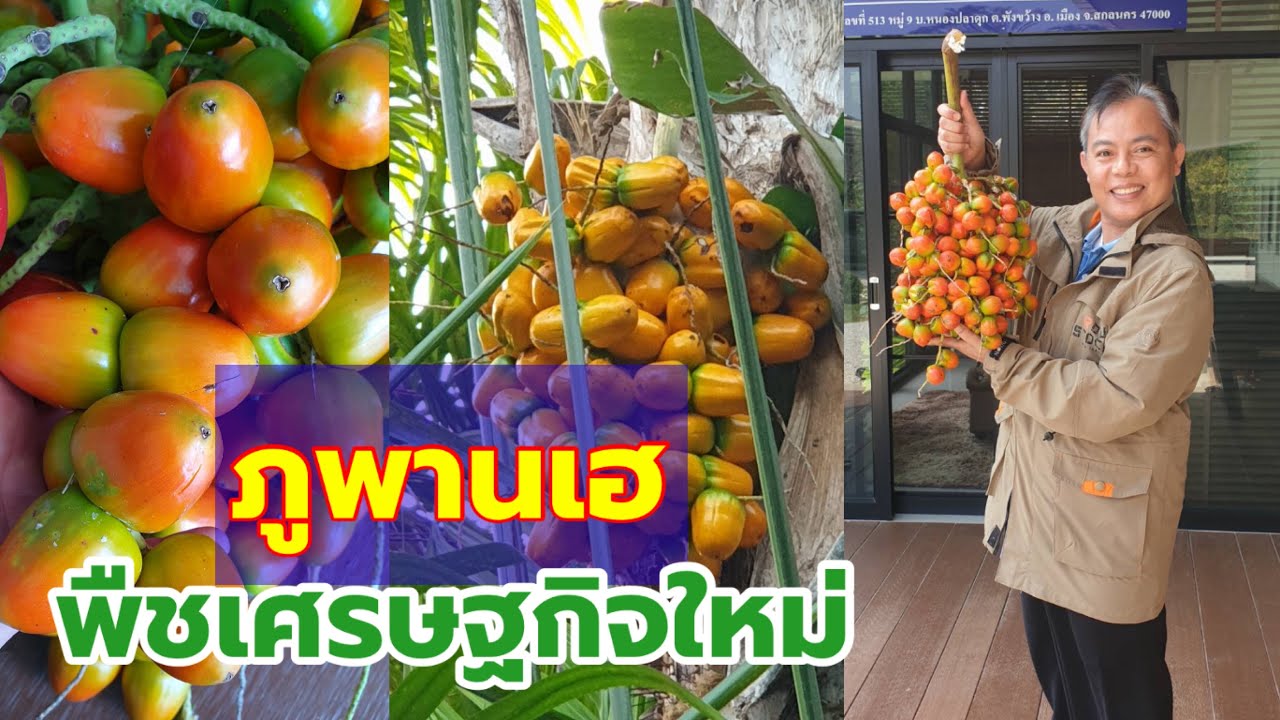 “ภูพานเฮ pupunha” พืชเศรษฐกิจใหม่ เจ้าแรกและเจ้าเดียวในไทย | เกษตรกรชาวบ้าน