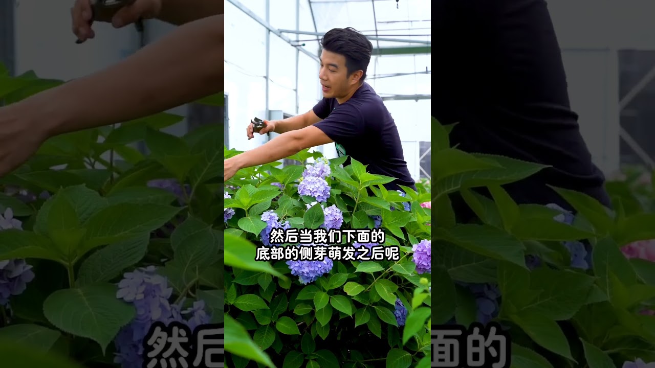 无尽夏的花开无尽修剪大法#种植 #樓頂菜園 #新鲜采摘