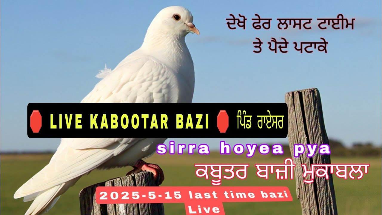 🛑LIVE KABOOTAR BAZI 🛑 ਪਿੰਡ ਰਾਏਸਰ 2025-5-15ਕਬੂਤਰ ਬਾਜ਼ੀ ਮੁਕਾਬਲਾ