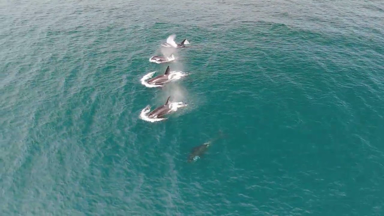 ‼️Killer Whales in Algoa Bay AGAIN !!‼️