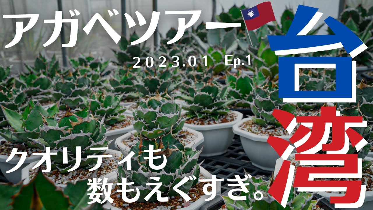 【台湾アガベツアー2023】現地の台湾アガベはすごすぎた。
