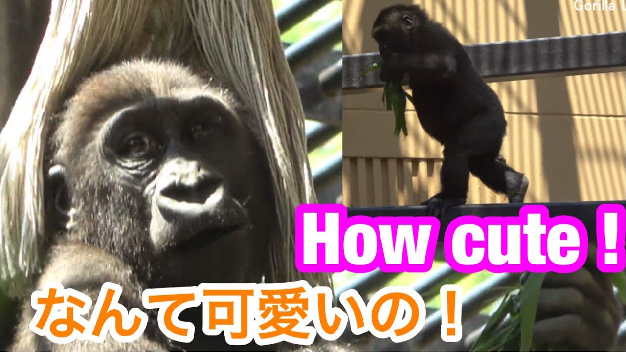 Kintaro walking on two legs in high places🌸キンタロウが高所で二足歩行してるの可愛い！🌸【 Gorilla ゴリラ】京都市動物園