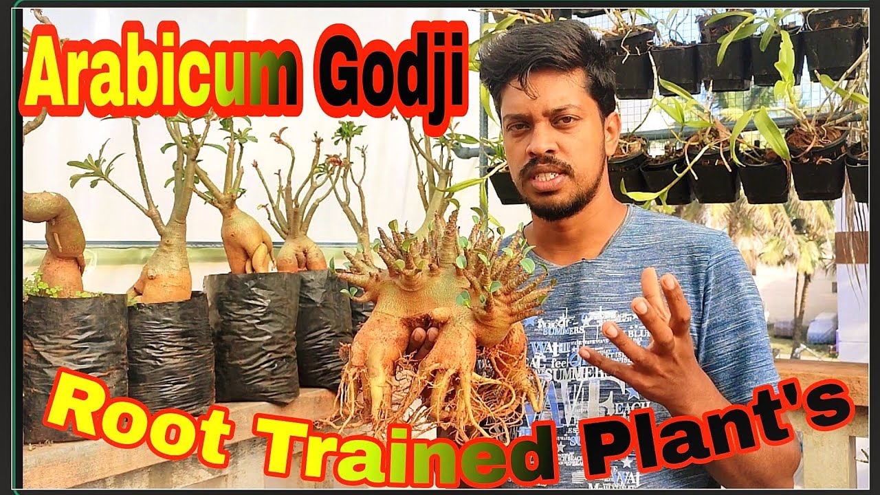 Arabicum Godji Root Trained.. compact Fat arabicum Adenium