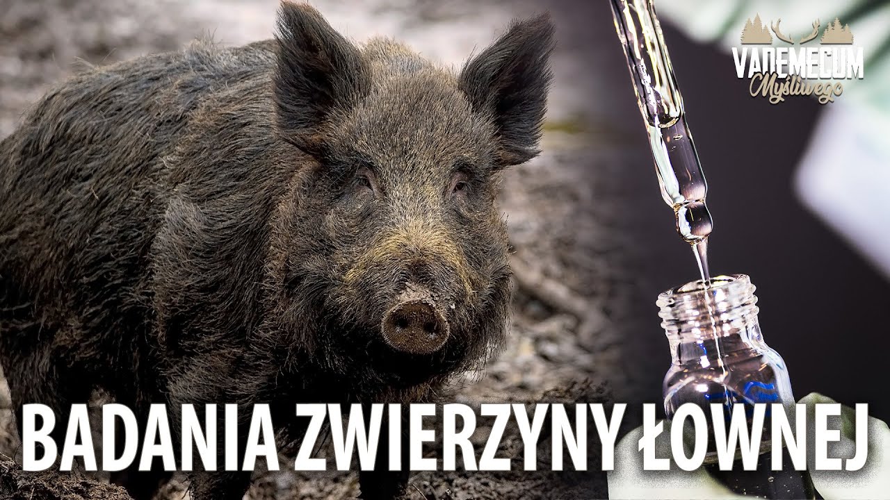 Badania zwierzyny łownej - rozmowa z doktorem weterynarii Arkadiuszem Klameckim