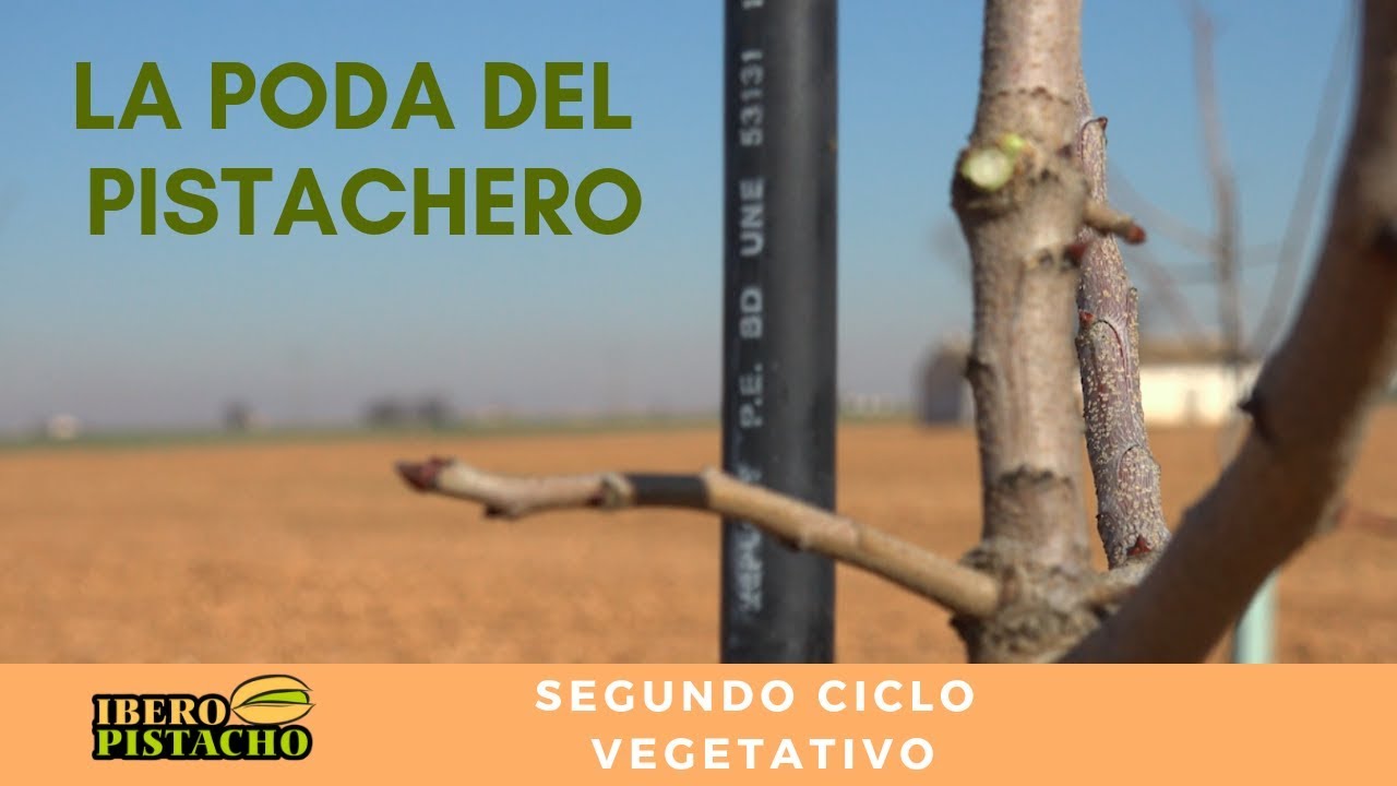 Обрезка год 2   Fidel Ramón - IberoPistacho