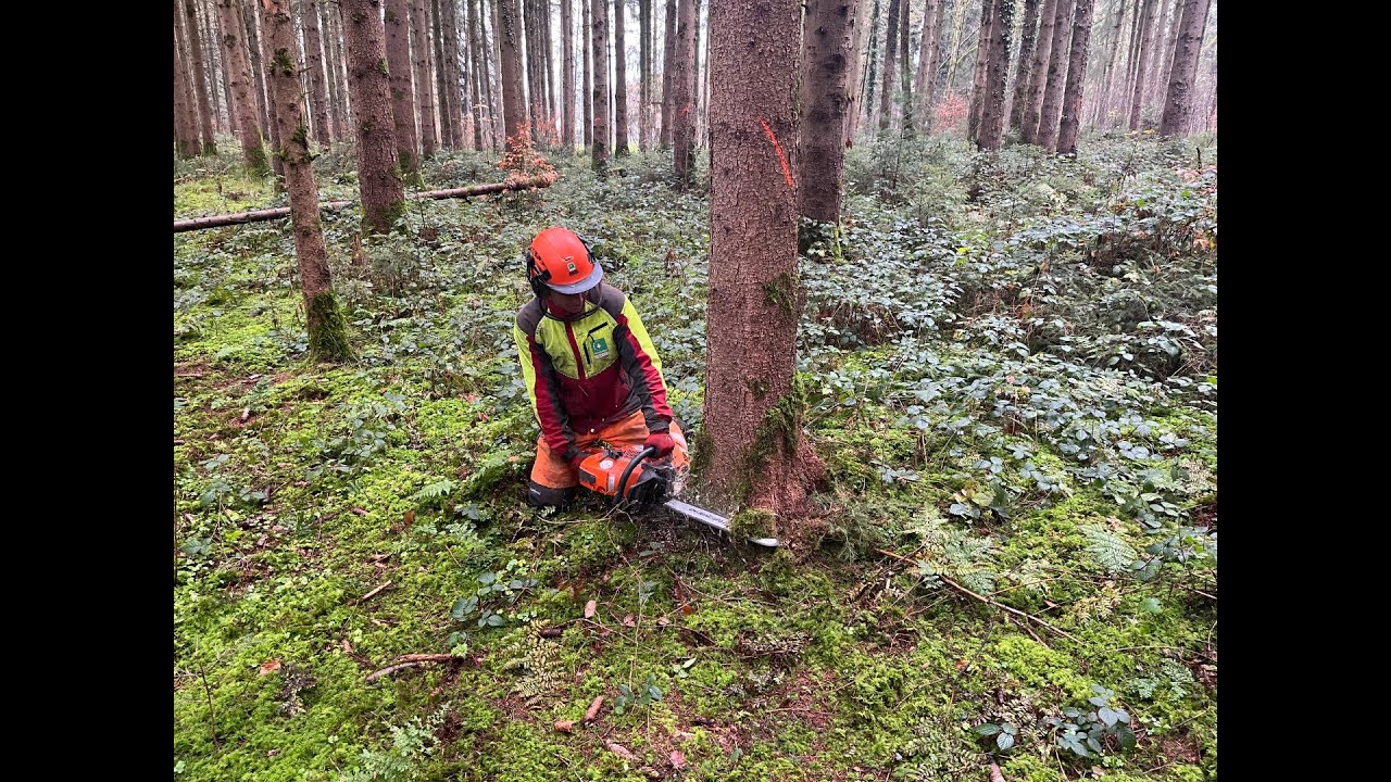 Silvan Graber lernt Forstwart bei der Korporation Sursee.
