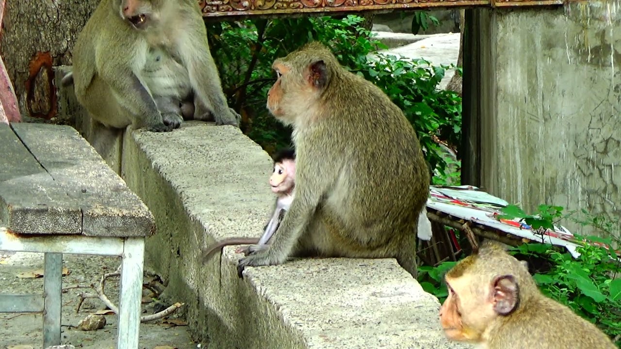 Monkey need food (4)