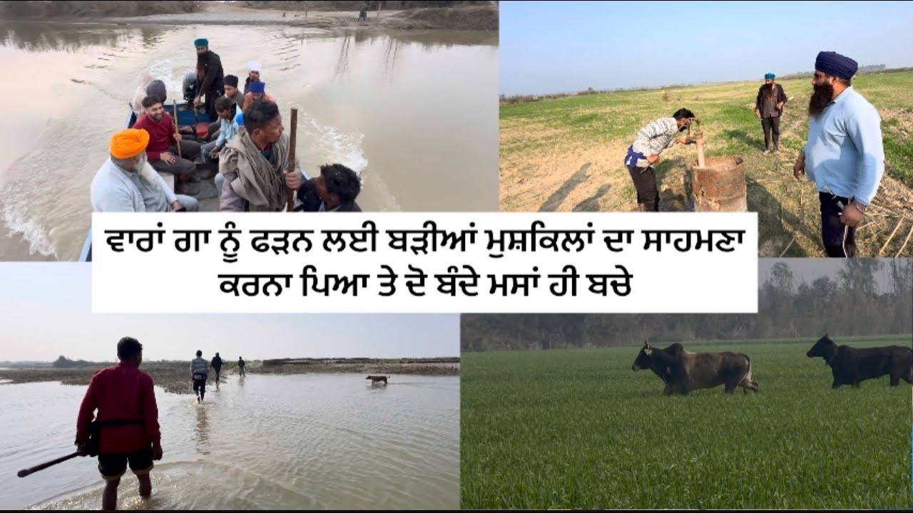 ਵਾਰਾਂ ਗਾ ਨੂੰ ਫੜਨ ਲਈ ਬੜੀਆਂ ਮੁਸ਼ਕਿਲਾਂ ਦਾ ਸਾਹਮਣਾ ਕਰਨਾ ਪਿਆ ਤੇ ਦੋ ਬੰਦੇ ਮਸਾਂ ਹੀ ਬਚੇ