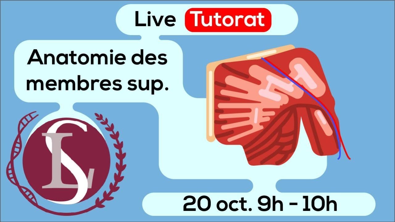 Anatomie membre sup&eacute;rieur