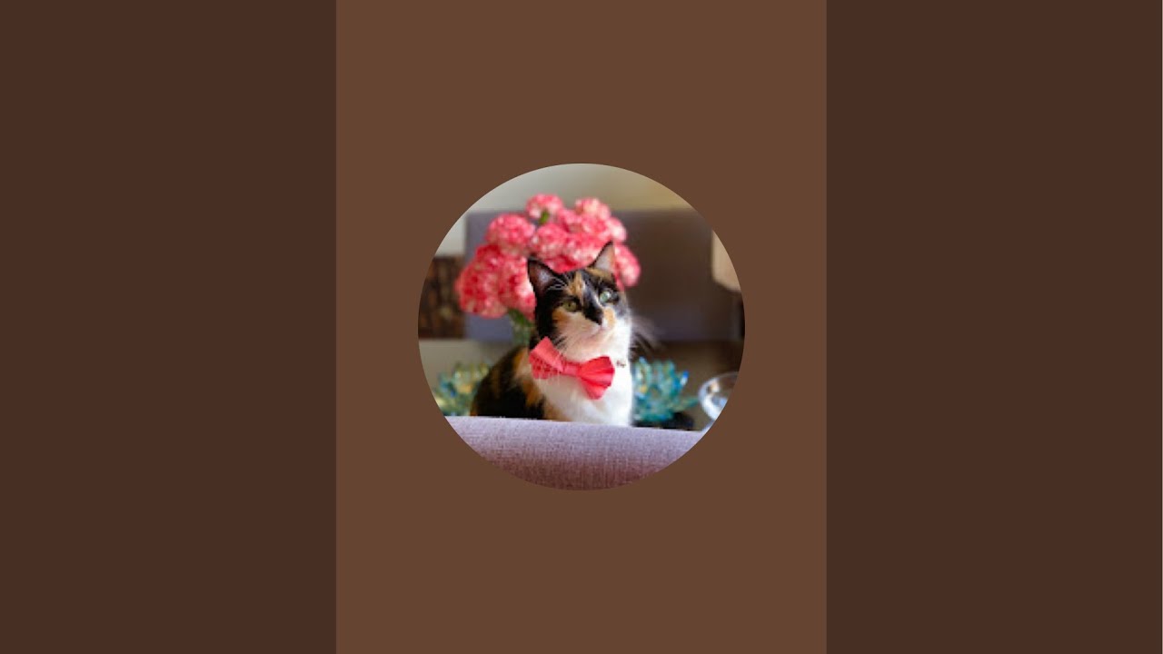 Pippa's Caturday night🐾🐈🐾😝