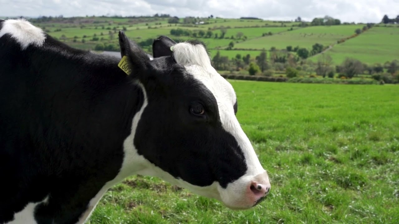 Meet Irish Dairy Farmer James Flaherty, Co. Kerry