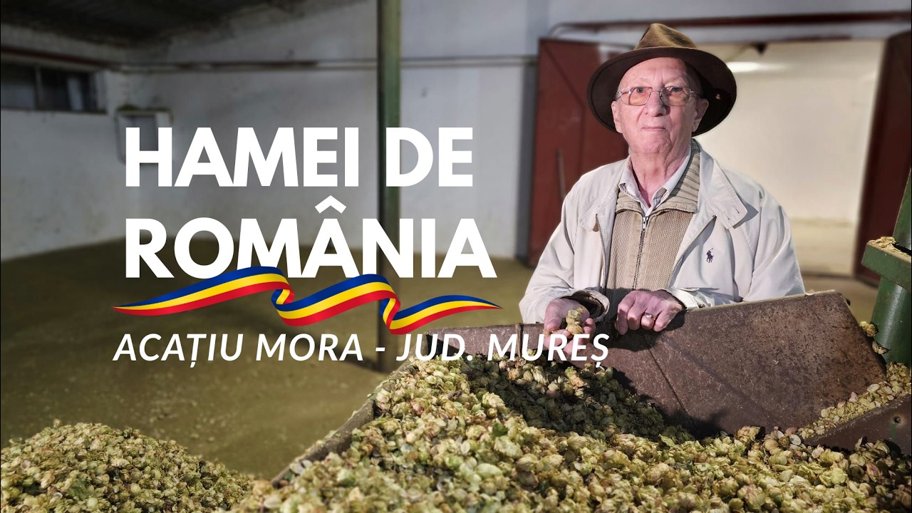 Acațiu Mora - cel mai mare cultivator de hamei din România. O performanță muncită