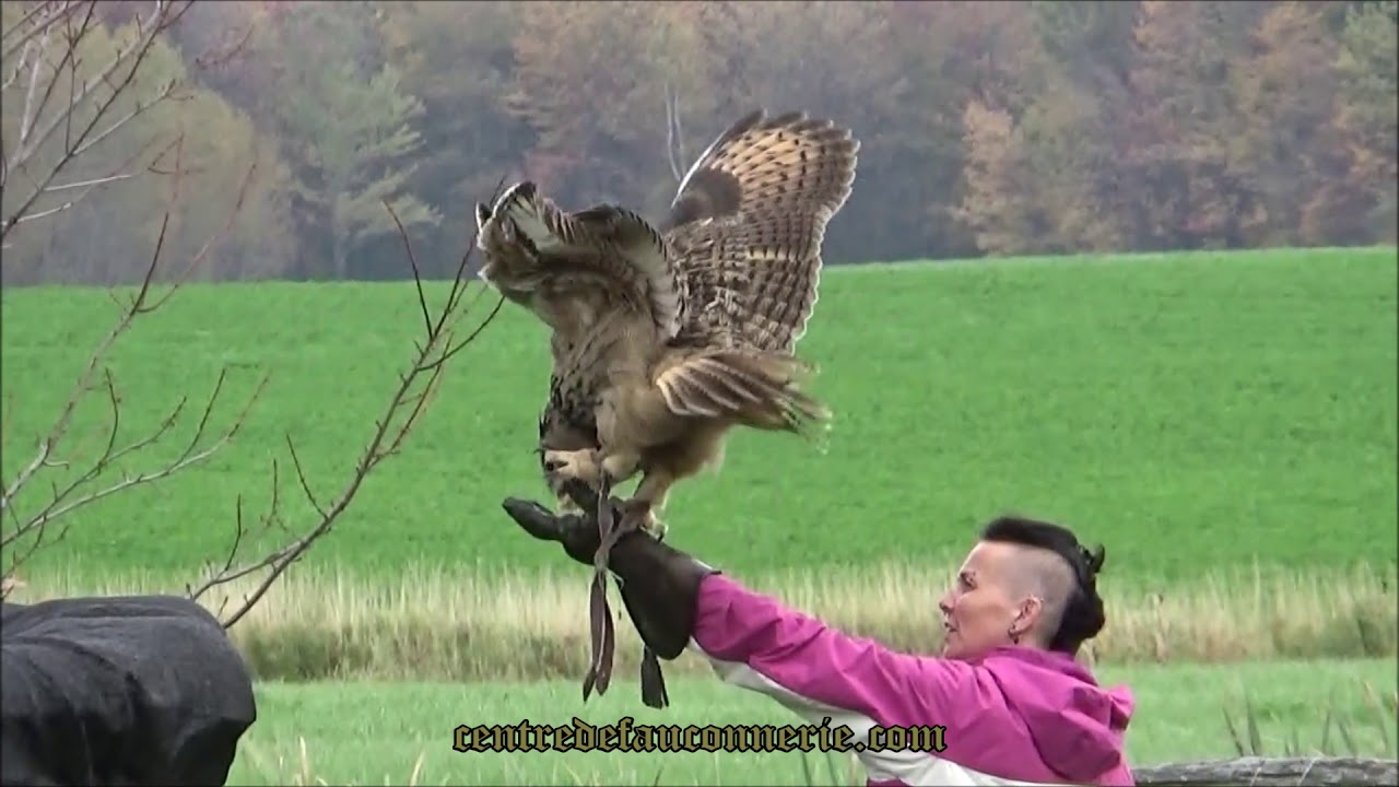 Hibou grand-duc Eurasien/ Eurasian Eagle Owl workshop