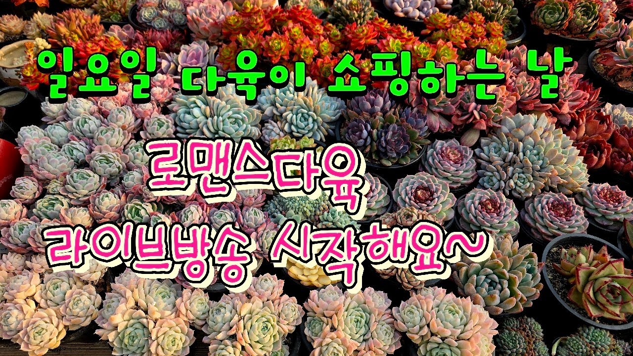 26년 3월 1일. 로맨스다육 라이브방송  군생ㆍ예쁜이 맛집💕 문자 010-2781-1080 #다육이 #다육식물 #다육 #화분할인