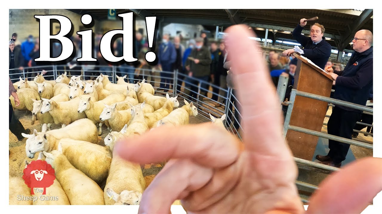 BUYING SHEEP AT A SCOTTISH LIVESTOCK MARKET  |  Breeding ewes and rams