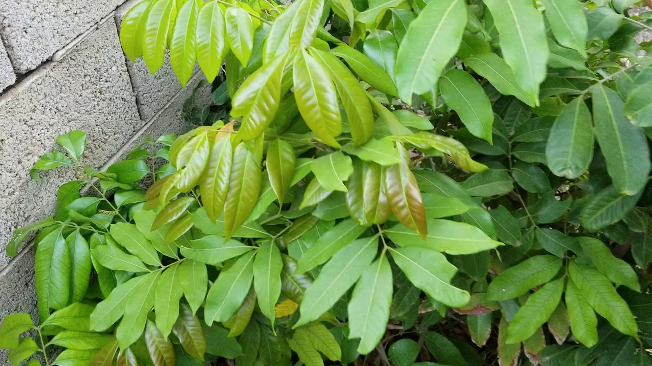 Five year old Longan tree growing in Phoenix