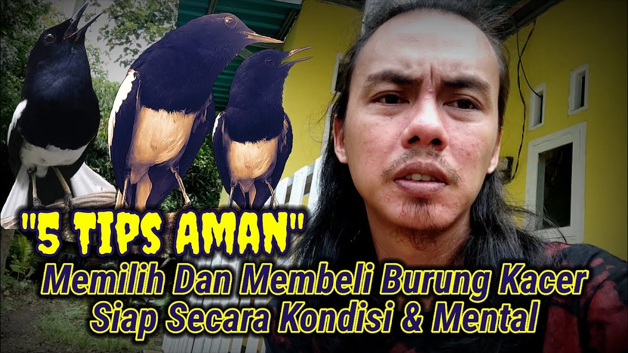 5 TIPS AMAN MEMILIH DAN MEMBELI KACER YANG BAGUS SECARA KONDISI DAN MENTAL | Qinara Banyuwangi