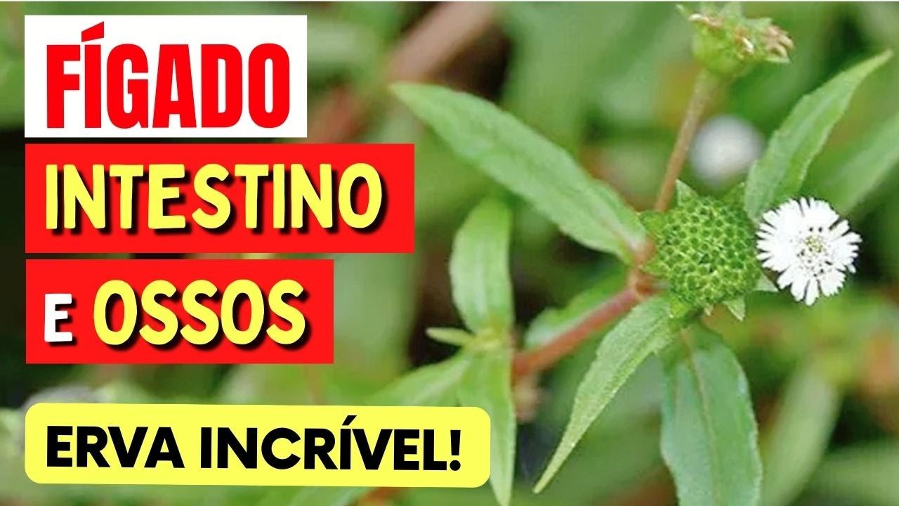 ERVA que PROTEGE FÍGADO, INTESTINO, OSSOS,... É uma verdadeira FARMÁCIA NATURAL! Como Usar e Dicas