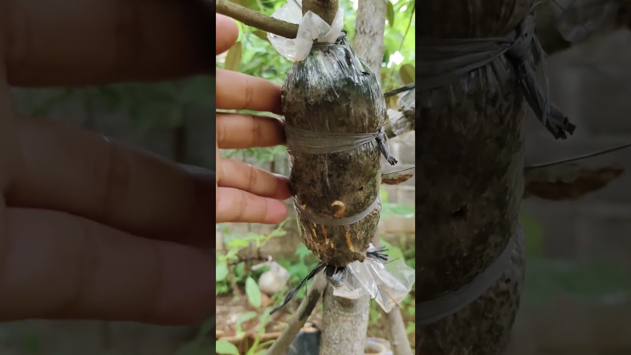Cangkok Durian 