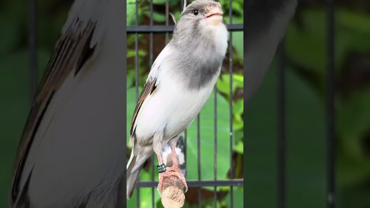 SUARA Kenari GACOR ngerol PANJANG