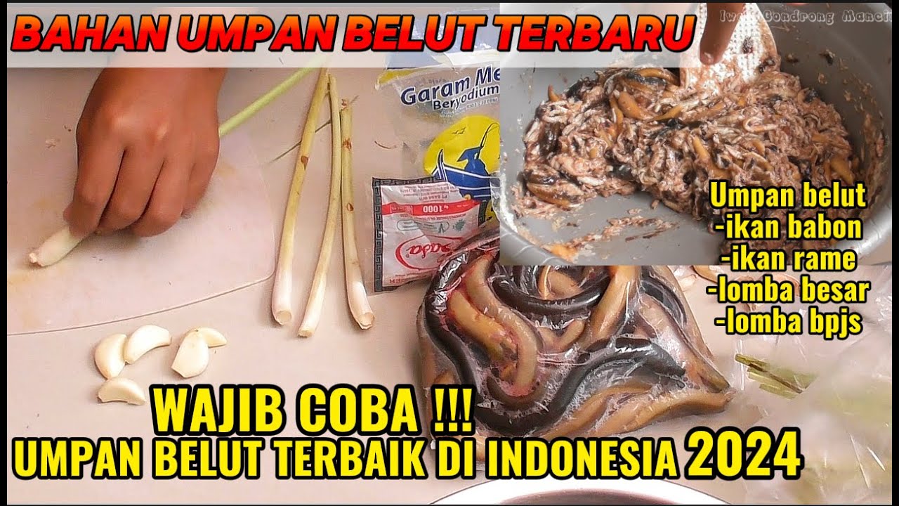 TUTORIAL CARA MEMBUAT UMPAN BELUT TERBARU 2024 || BERANI TANPA ESSEN || UMPAN IKAN MAS INDUK & RAME