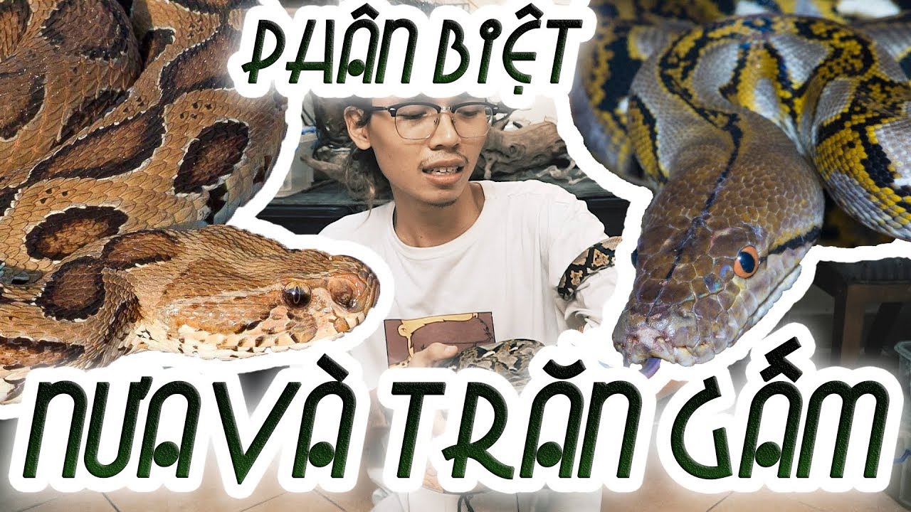 Phân biệt con nưa và trăn gấm - SỰ THẬT VỀ CON NƯA 9 MŨI???