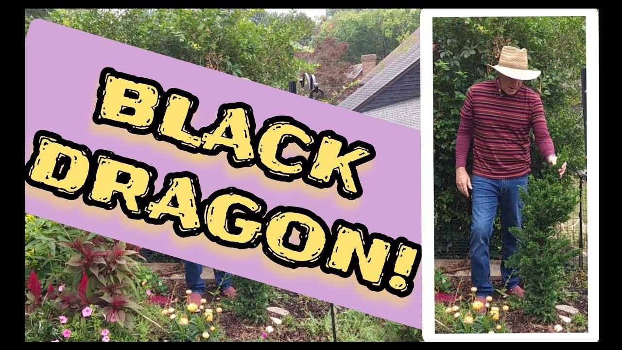 Get to know Black Dragon Cryptomeria