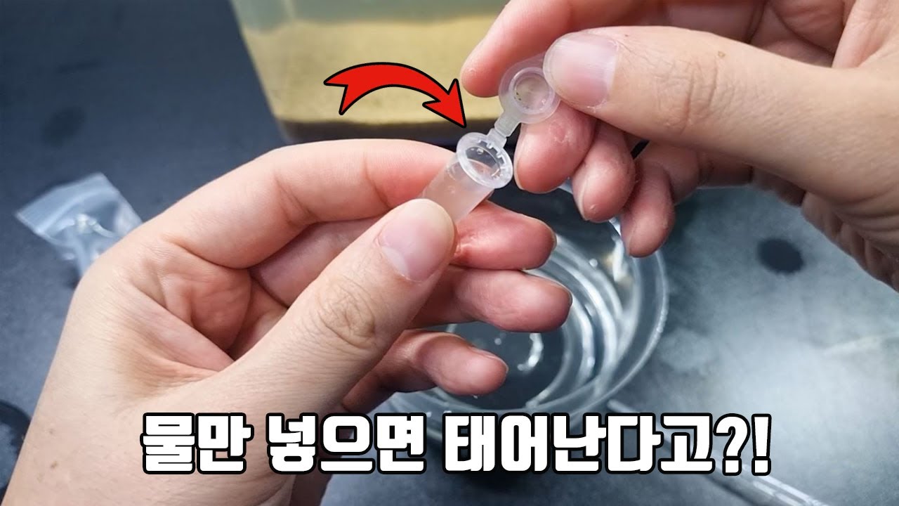 창고에 박아놓고 수십년간 보존가능한 신비의 생물! 정말 물만 부으면 태어날까?