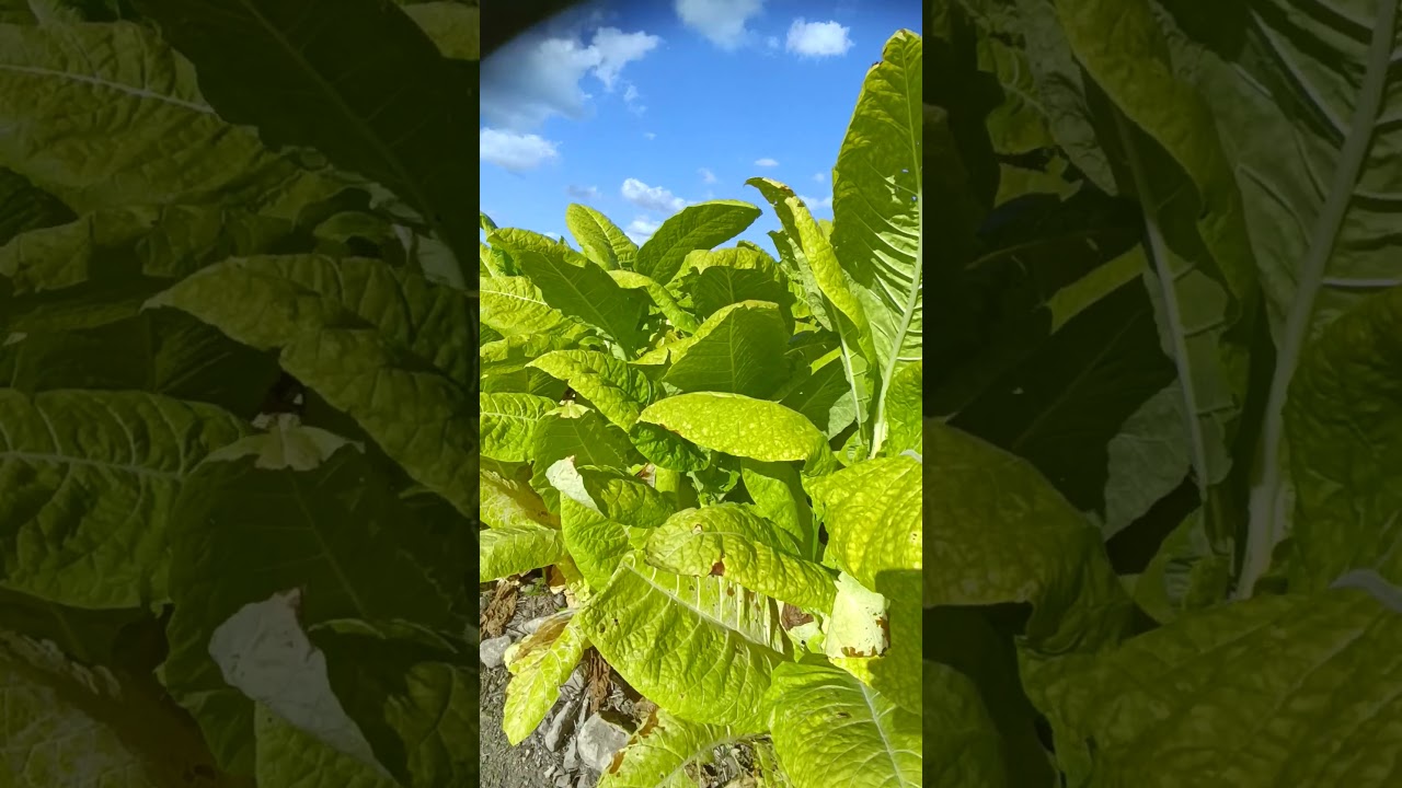 In&iacute;cio da colheita de tabaco Burley