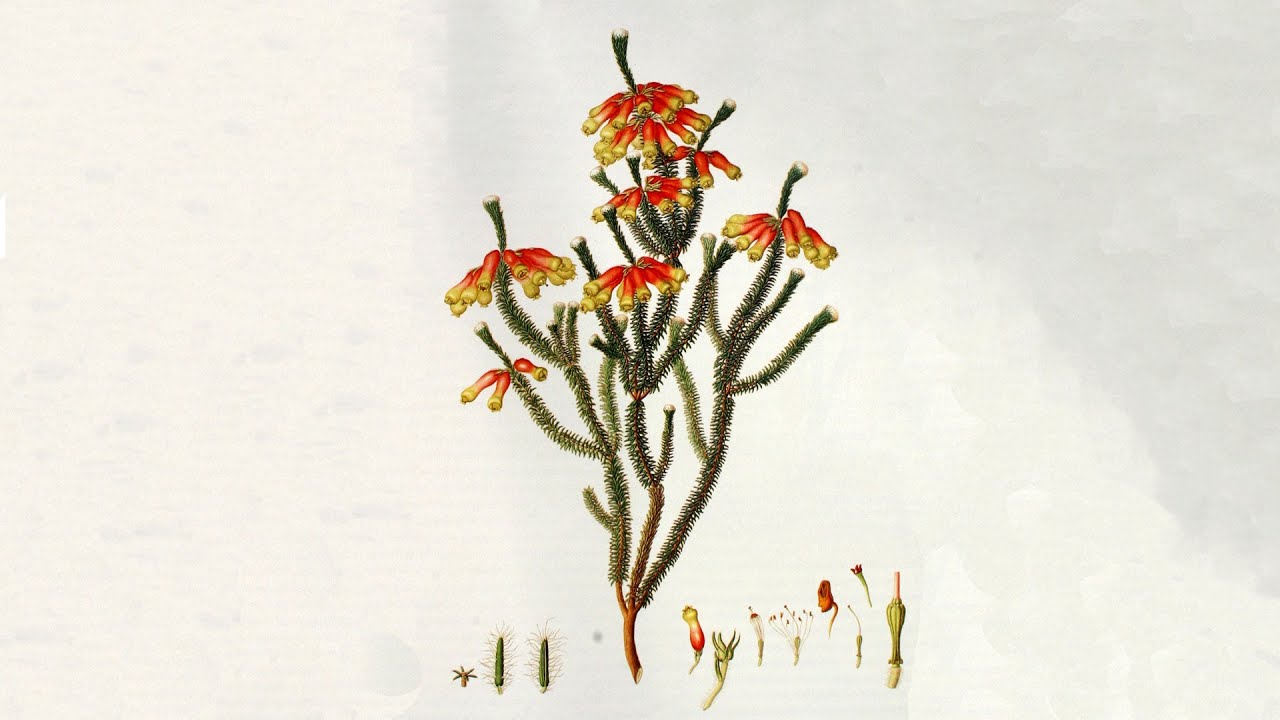 Chelsea Physic Garden Through The Ages - Michael Holland