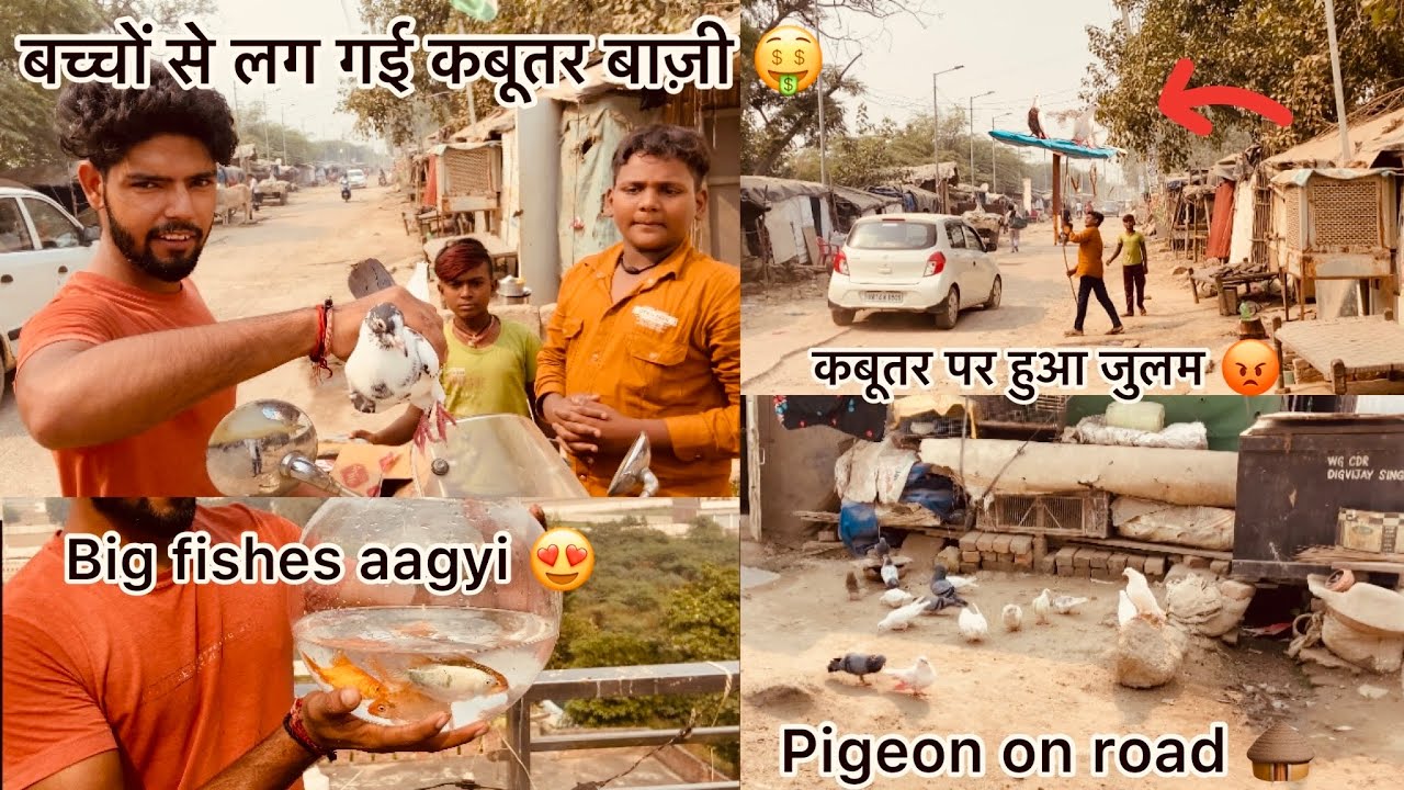 रोड पर कबूतर बाज़ी लग गई 😳🤑 !! Catch pigeon🕊 and win 🥇 pigeon on road 😍🛣