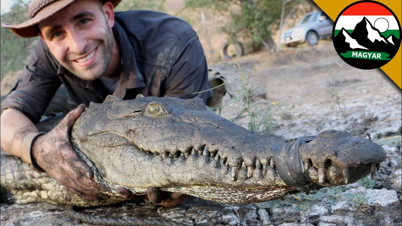 🐊 HONNAN JÖTT A KROKODIL A LEFOLYÓCSŐBEN | Brave Wilderness Magyar | Extrém vadállat harapás