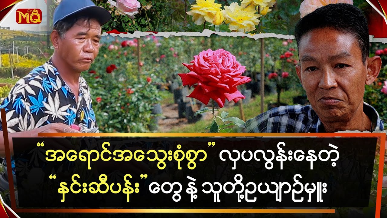 အရောင်အသွေးစုံစွာ လှပ လွန်းနေတဲ့“နှင်းဆီပန်း”တွေနဲ့ သူတို့၏ ဥယျာဉ်မှူး