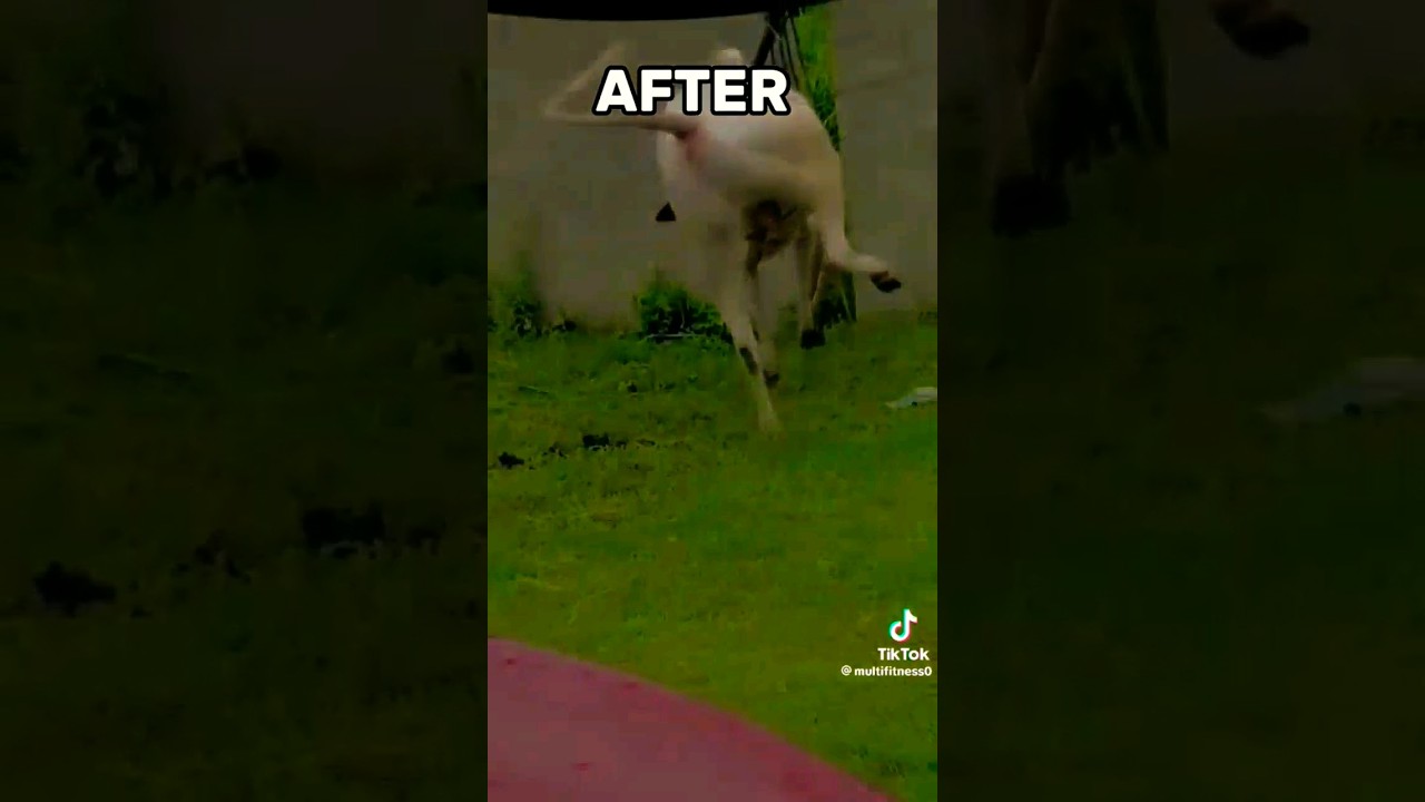 beautiful and dangerous Fateh Jangi bull tiktok before and after.