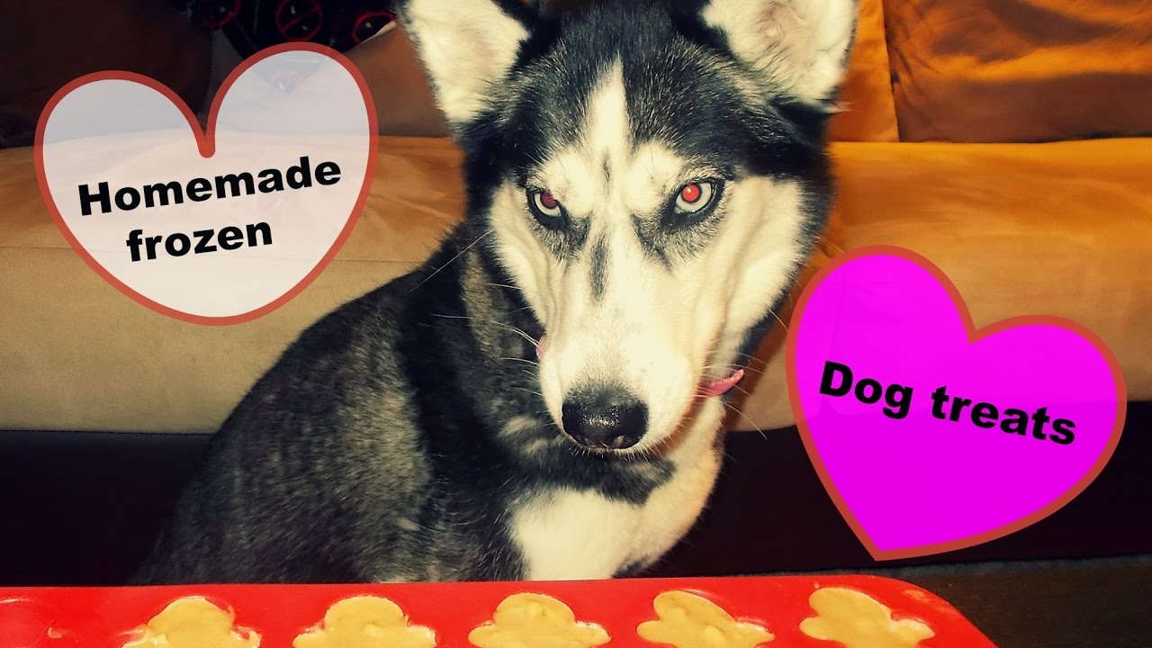 Mishka 's homemade frozen dog Treats Recipe