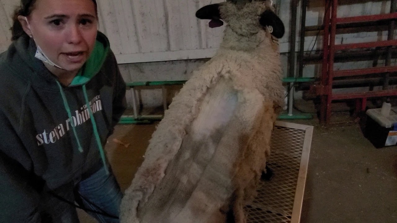 Sheep- Sheering Ewes