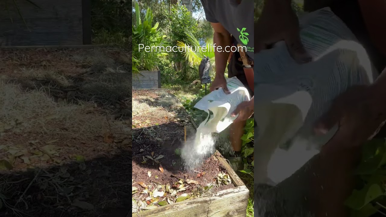 How to get fire ants out if your raised beds organically.