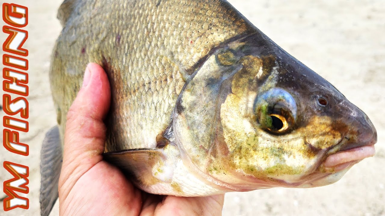 Рыбалка с ночевкой летом на леща. Река Днепр. Рыбалка на леща летом