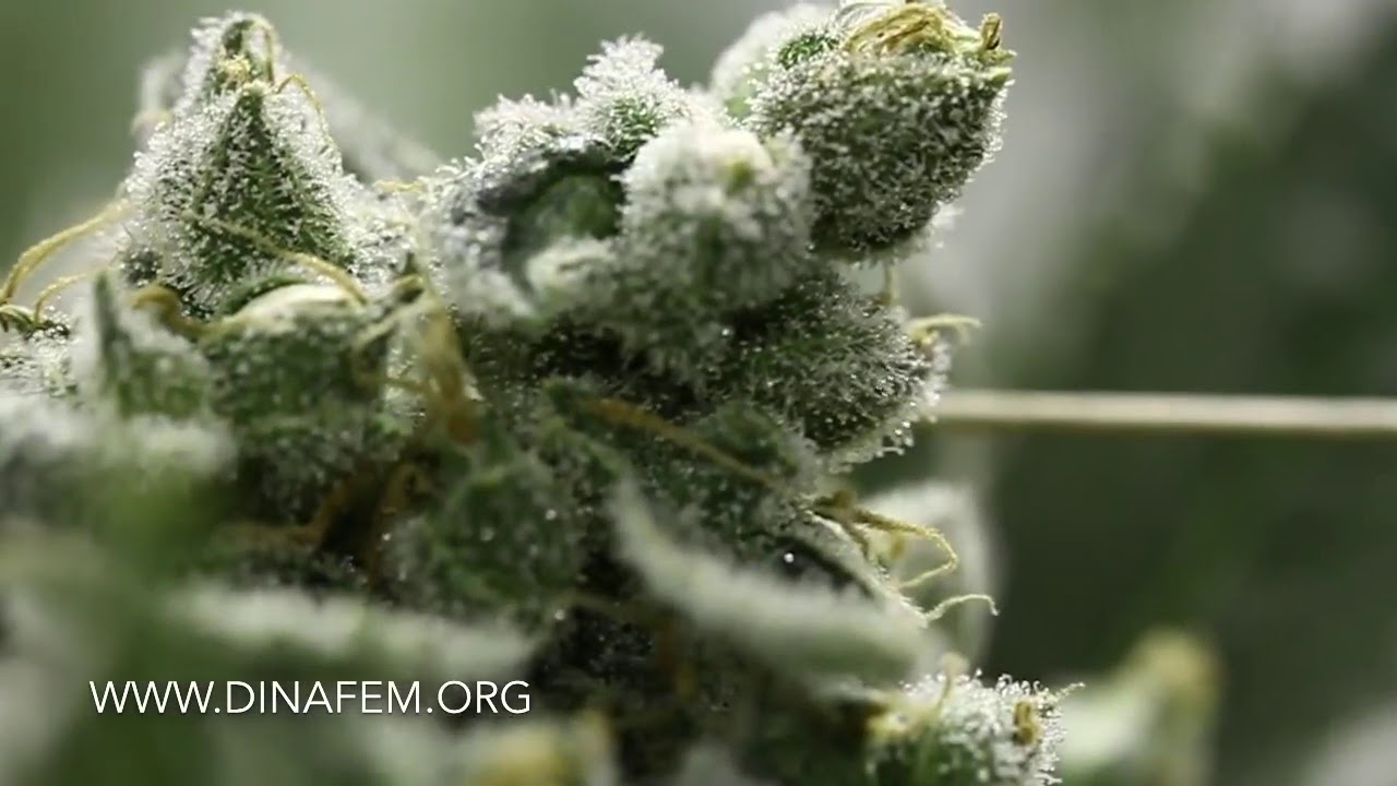 Moby Dick Auto (Dinafem)