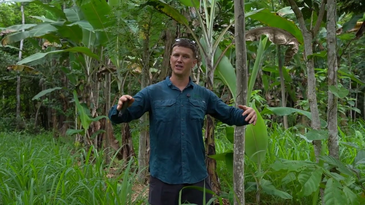 Regenerative agroforestry Syntropic 1 update 6/1/2025