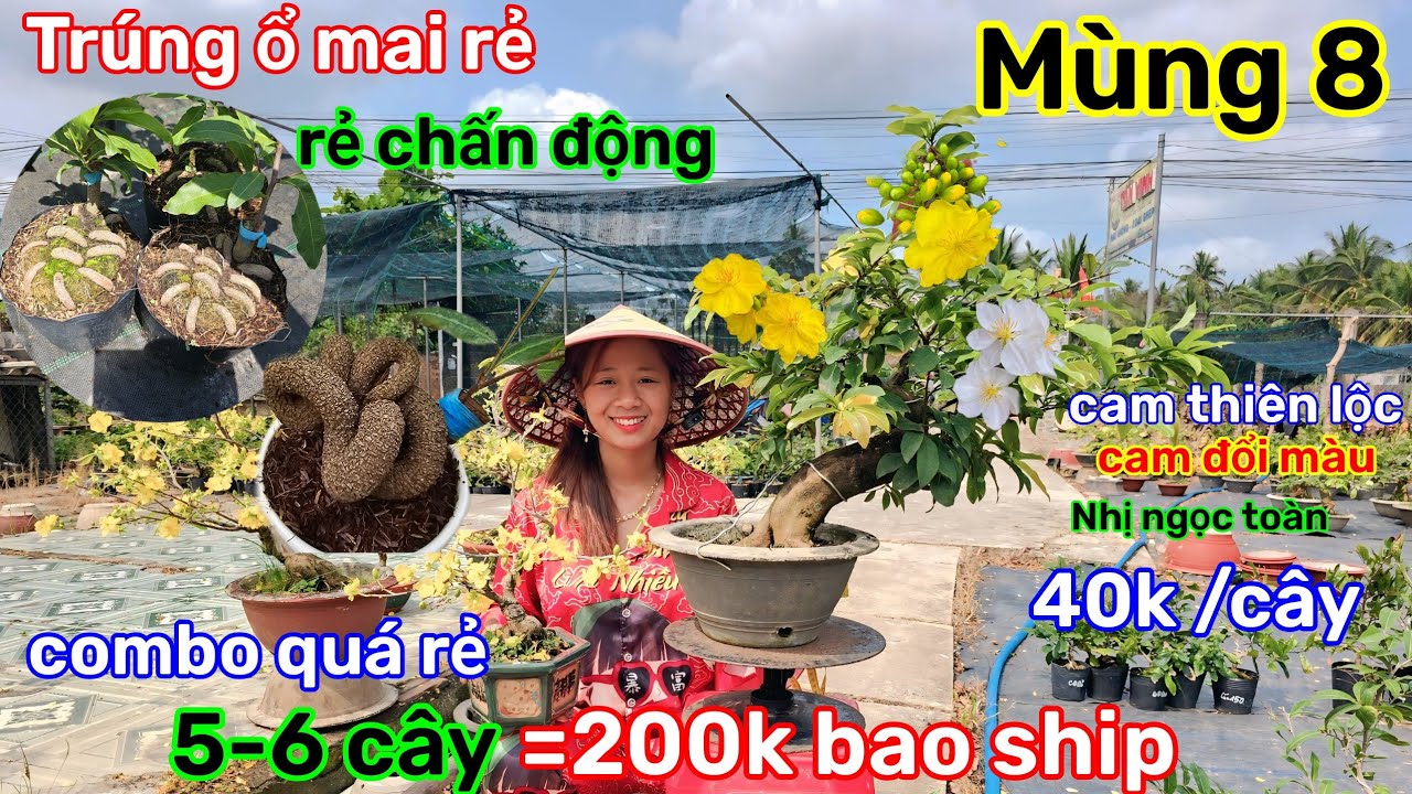 🌲24/2☎️Vườn mai Bạn Quyên☎️mai ghép xả rẻ🌲combo 5-6 cây =200k bao ship🌲mai giống lấy bo 