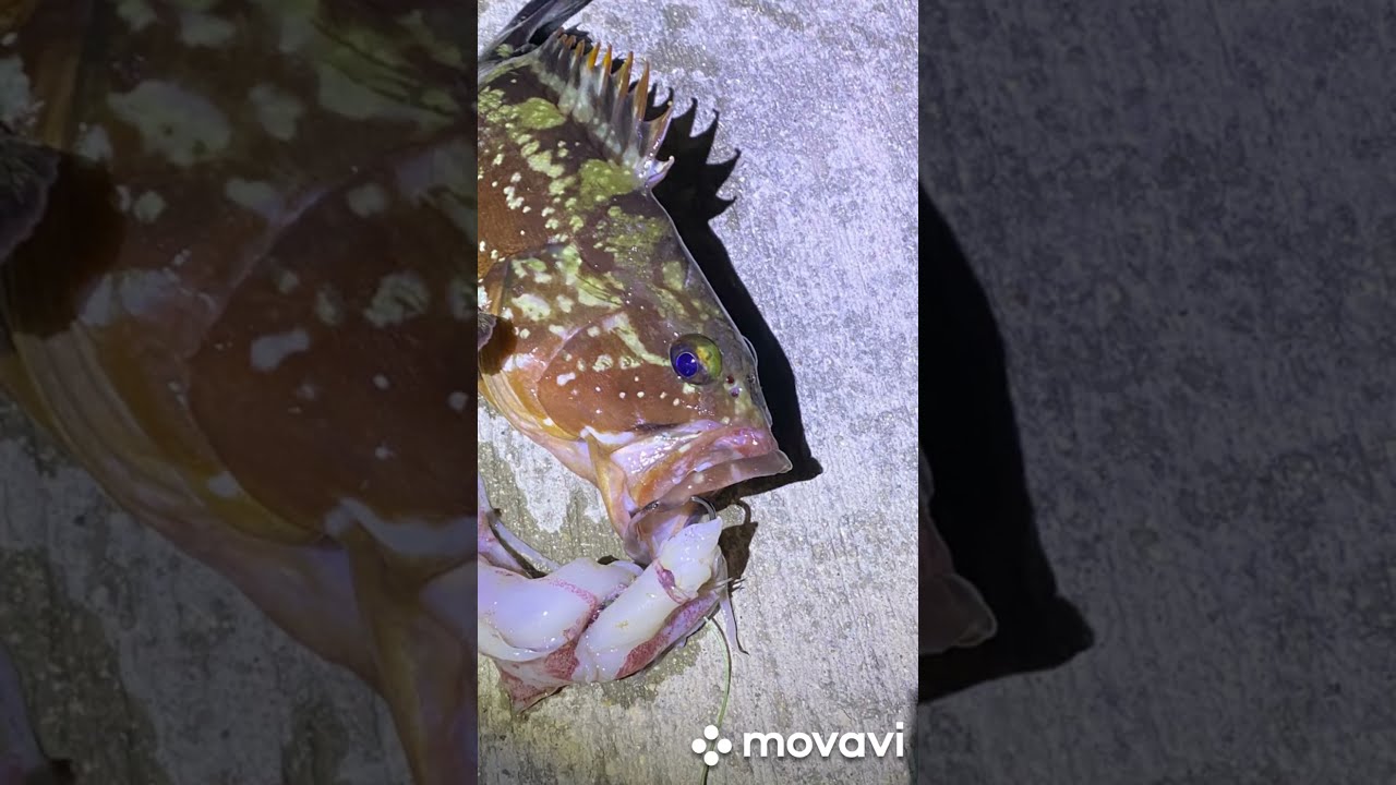 דייג מטקות הסבר + תפירת דג/קלמר + תפיסה