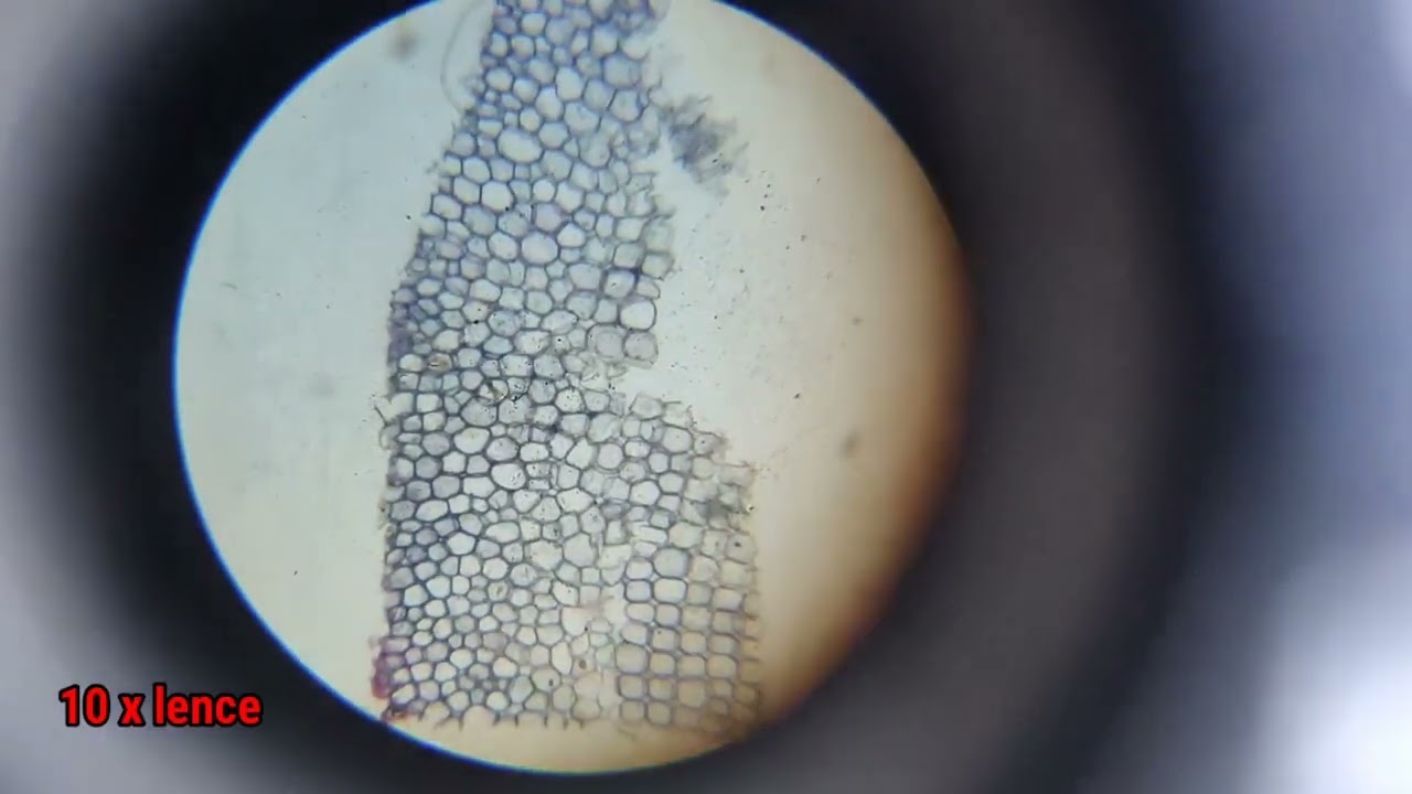 To identify parenchyma and sclerenchyma tissues in plants from prepared slides and draw diagram.