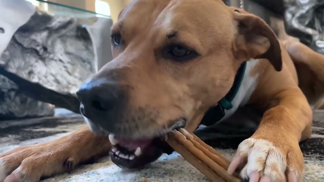 HONEST review of Kirkland Signature dental chews for dogs